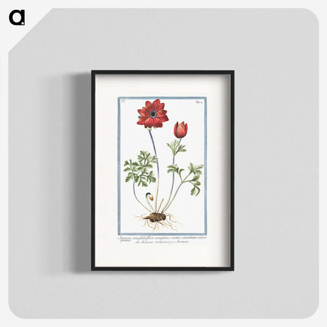 1-18_Hortus-Romanus-Botanical-Plates_blk