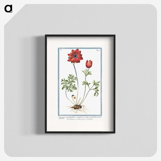 1-18_Hortus-Romanus-Botanical-Plates_blk