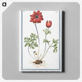 1-18_Hortus-Romanus-Botanical-Plates_canvas