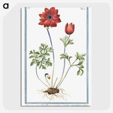 1-18_Hortus-Romanus-Botanical-Plates_picture-crop
