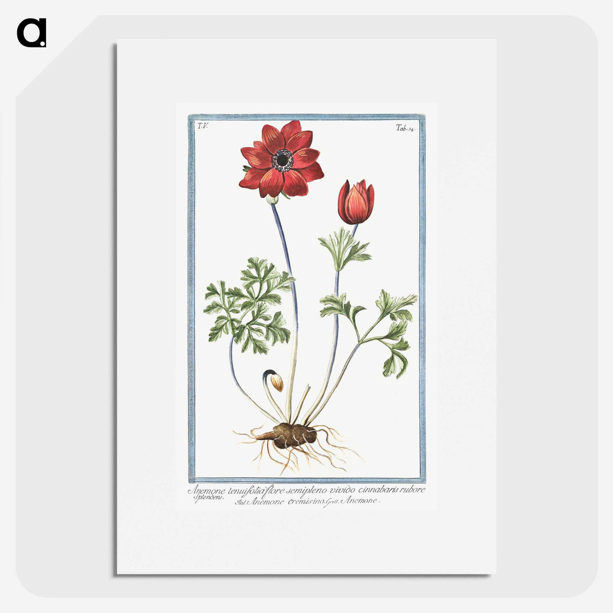 1-18_Hortus-Romanus-Botanical-Plates_picture
