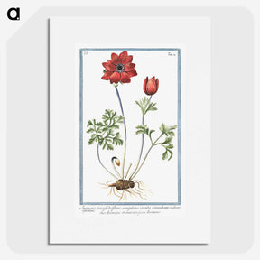 1-18_Hortus-Romanus-Botanical-Plates_picture