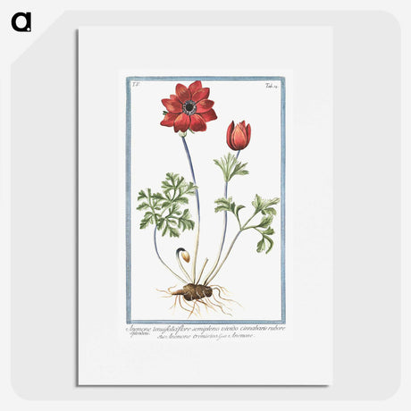 1-18_Hortus-Romanus-Botanical-Plates_picture
