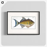 1-18_Ichtyologie-ou-Histoire-naturelle_blk