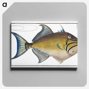 1-18_Ichtyologie-ou-Histoire-naturelle_canvas