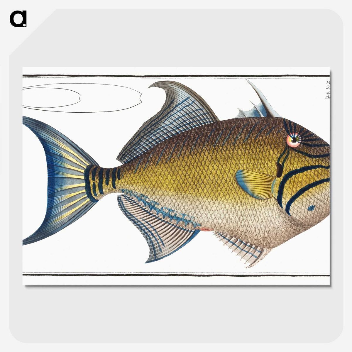 1-18_Ichtyologie-ou-Histoire-naturelle_picture-crop