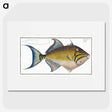 1-18_Ichtyologie-ou-Histoire-naturelle_picture