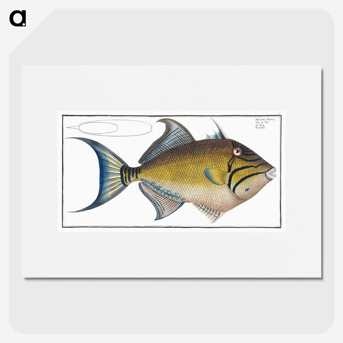1-18_Ichtyologie-ou-Histoire-naturelle_picture