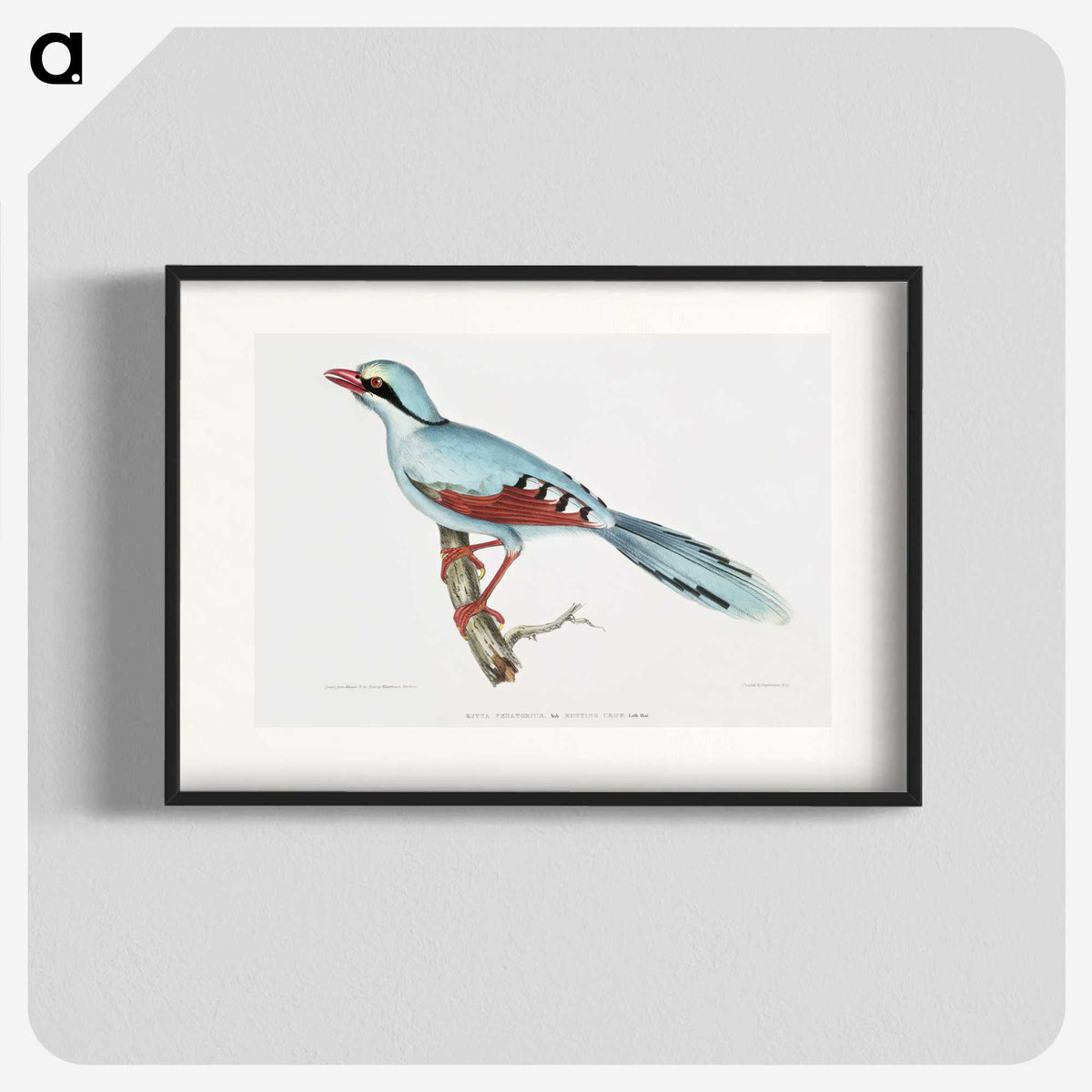 1-18_Indian-Zoology_blk