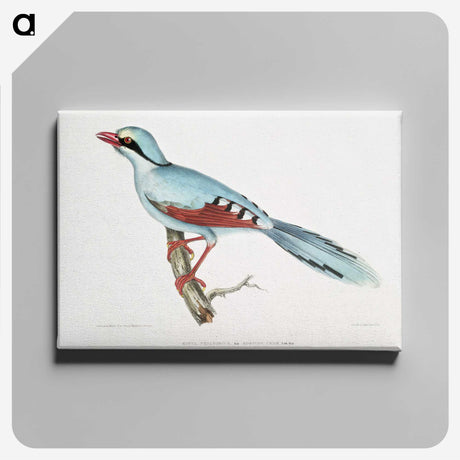 1-18_Indian-Zoology_canvas