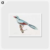 1-18_Indian-Zoology_hagaki