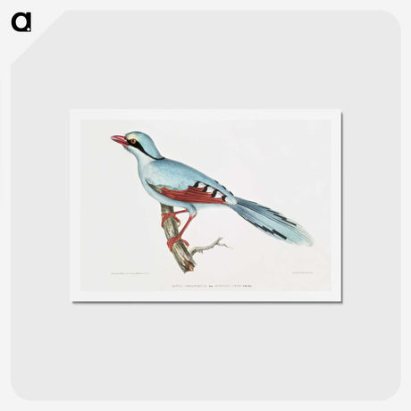 1-18_Indian-Zoology_hagaki
