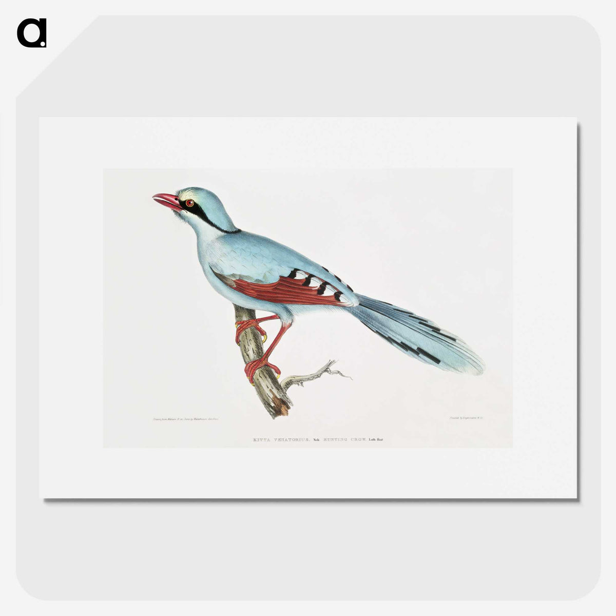 1-18_Indian-Zoology_picture