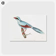 1-18_Indian-Zoology_postcard