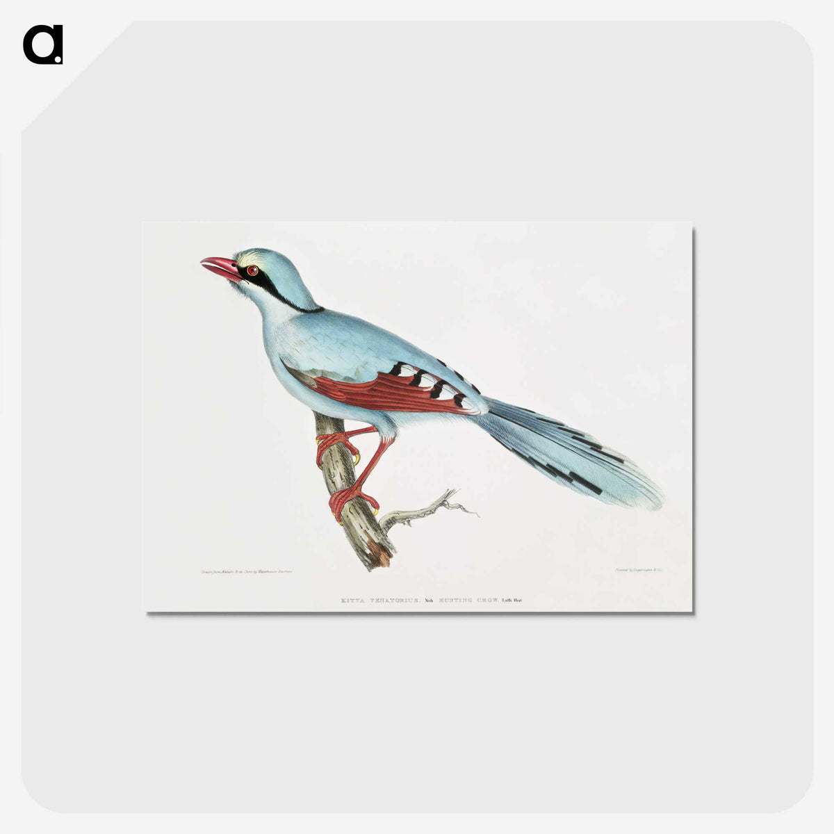1-18_Indian-Zoology_postcard