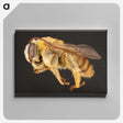 1-18_Insects-Unlocked-Project_canvas