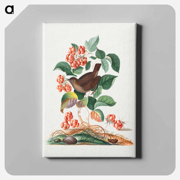 Anna Blackburne's Natural History Cabinet
 - ジェームズ ボルトン Canvas.