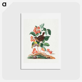 アートポストカード-Anna Blackburne's Natural History Cabinet
 - ジェームズ ボルトン Postcard.