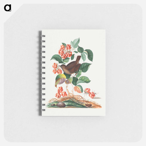 Anna Blackburne's Natural History Cabinet
 - ジェームズ ボルトン Memo.