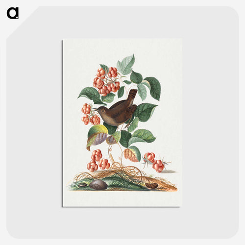 Anna Blackburne's Natural History Cabinet
 - ジェームズ ボルトン Postcard.