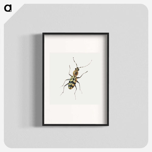 Insect from Insects and Fruits
 - ヤン ファン ケッセル Poster.