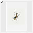 1-18_Jan-Van-Kessel_picture