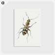 1-18_Jan-Van-Kessel_postcard