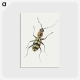 1-18_Jan-Van-Kessel_postcard