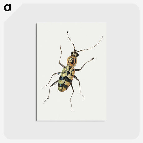 1-18_Jan-Van-Kessel_postcard