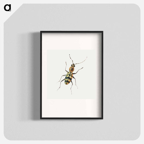 Insect from Insects and Fruits
 - ヤン ファン ケッセル Poster.