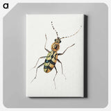 アートパネル-Insect from Insects and Fruits
 - ヤン ファン ケッセル Canvas.