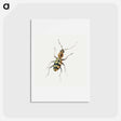 アートポストカード-Insect from Insects and Fruits
 - ヤン ファン ケッセル Postcard.