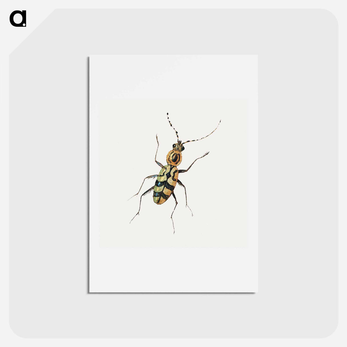 アートポストカード-Insect from Insects and Fruits
 - ヤン ファン ケッセル Postcard.