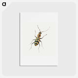 アートポストカード-Insect from Insects and Fruits
 - ヤン ファン ケッセル Postcard.