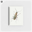 アートメモ帳-Insect from Insects and Fruits
 - ヤン ファン ケッセル Memo.