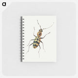 アートメモ帳-Insect from Insects and Fruits
 - ヤン ファン ケッセル Memo.