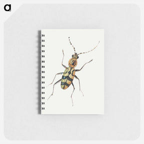 アートメモ帳-Insect from Insects and Fruits
 - ヤン ファン ケッセル Memo.