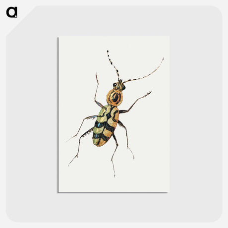 アートポストカード-Insect from Insects and Fruits
 - ヤン ファン ケッセル Postcard.