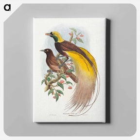 アートパネル-Bird of Paradise
 - ジョン グールド Canvas.