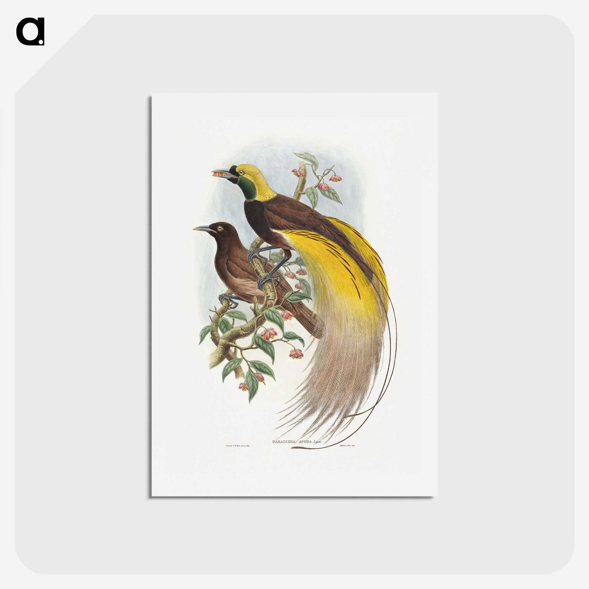 1-18_John-Gould_hagaki