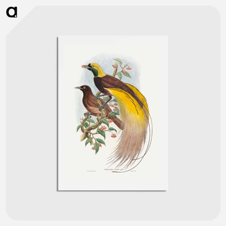 アートポストカード-Bird of Paradise
 - ジョン グールド Postcard.