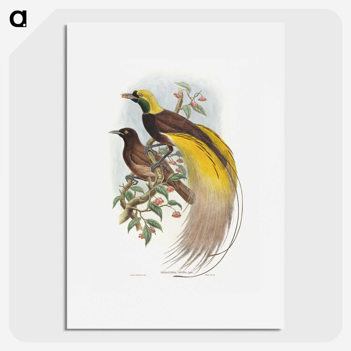 1-18_John-Gould_picture