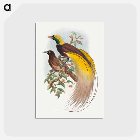 アートポストカード-Bird of Paradise
 - ジョン グールド Postcard.