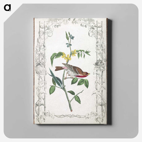 1-18_John-James-Audubon_canvas