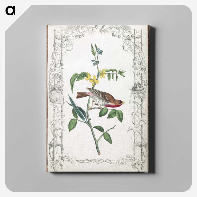 1-18_John-James-Audubon_canvas
