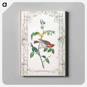 アートパネル-Crimson Fronted Purple Finch
 - ジョン ジェームス オーデュボン Canvas.