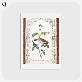 アートポストカード-Crimson Fronted Purple Finch
 - ジョン ジェームス オーデュボン Postcard.