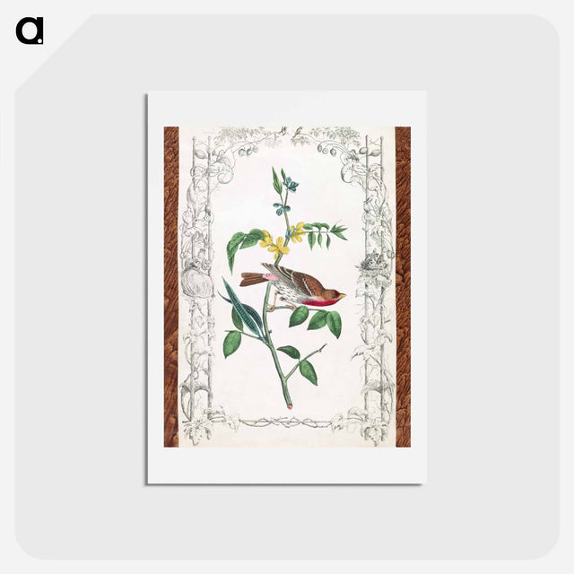 アートポストカード-Crimson Fronted Purple Finch
 - ジョン ジェームス オーデュボン Postcard.