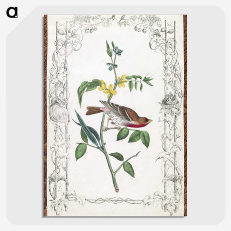 1-18_John-James-Audubon_picture-crop
