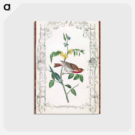 アートポストカード-Crimson Fronted Purple Finch
 - ジョン ジェームス オーデュボン Postcard.